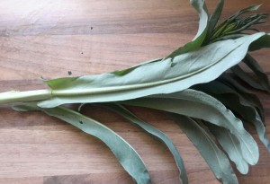 So schaut Waid aus der Nähe aus. Beachte, wie sich der untere Blatt-Teil mit zwei Spitzen halb um den Stiel schmiegt